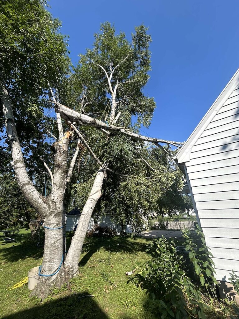 tree damage from a storm