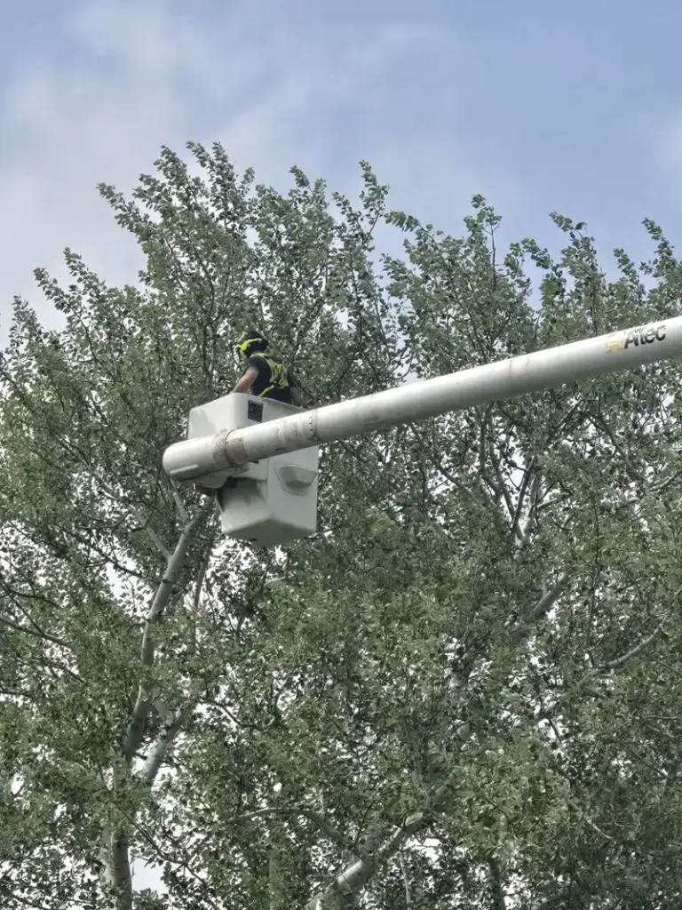 Trophy Tree Care arborist in a bucket truck cabling and bracing the top of a tree