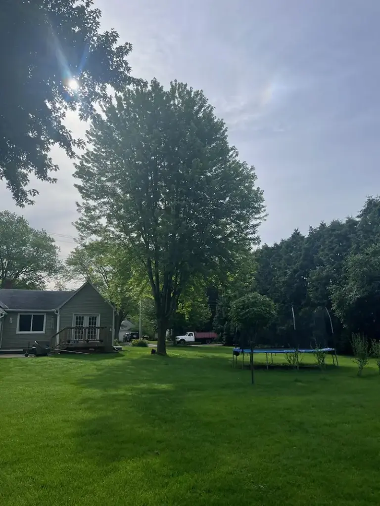 tree in a backyard before professional tree pruning